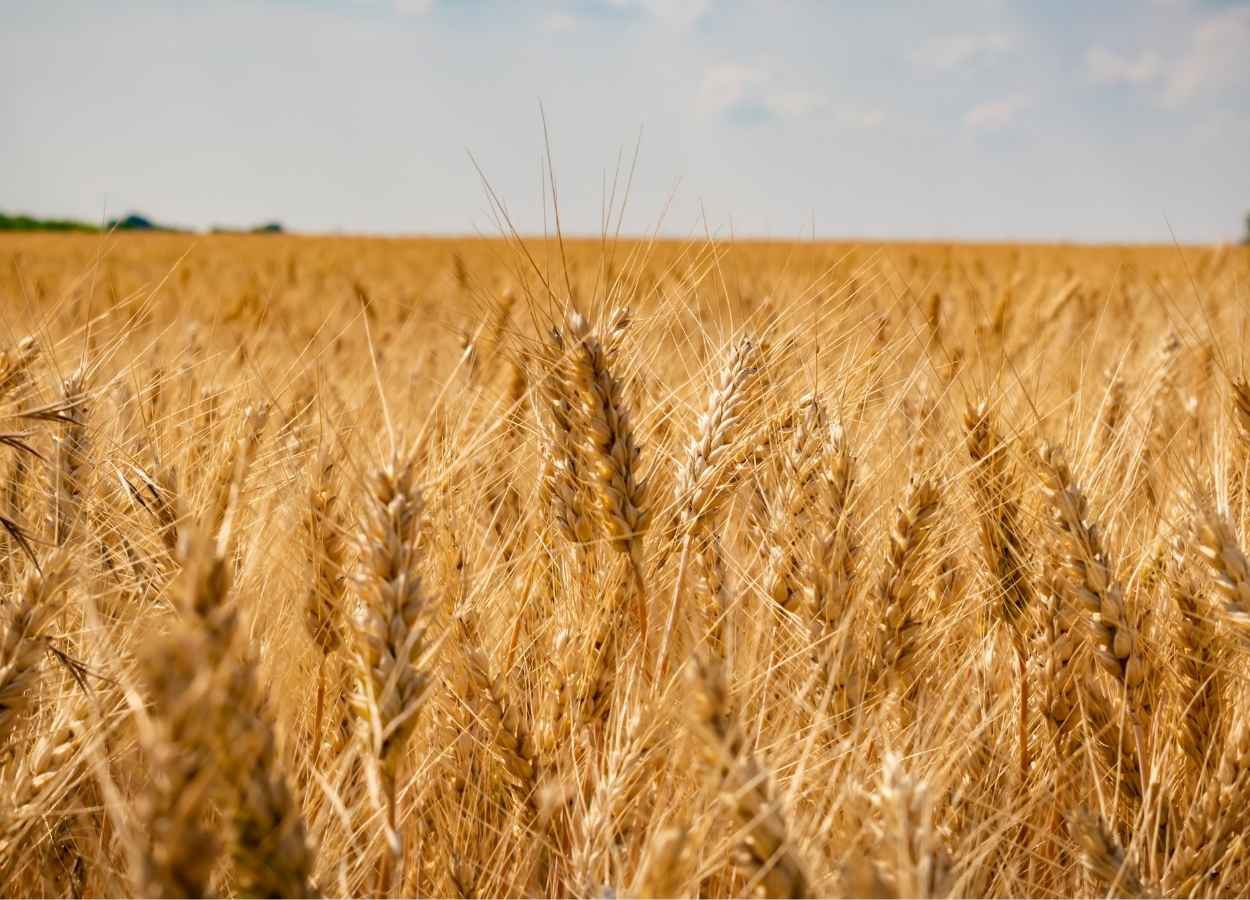 USDA eleva projeção de produção e exportação de trigo da Argentina