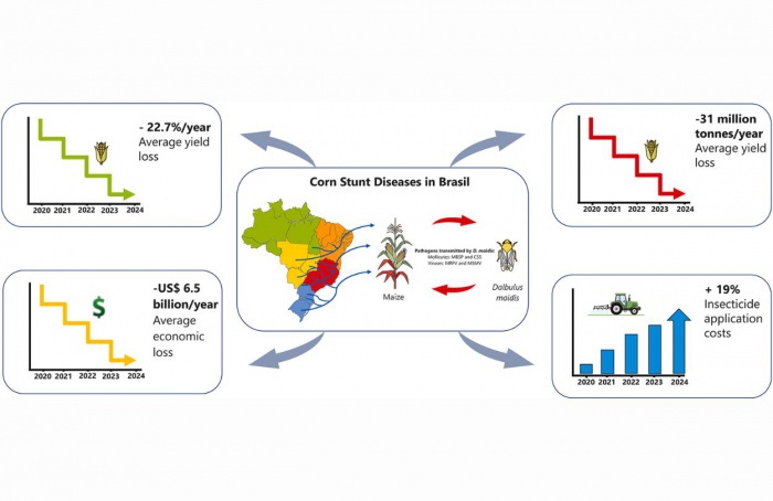 Cigarrinha gera perdas de US$ 25,8 bi ao milho brasileiro