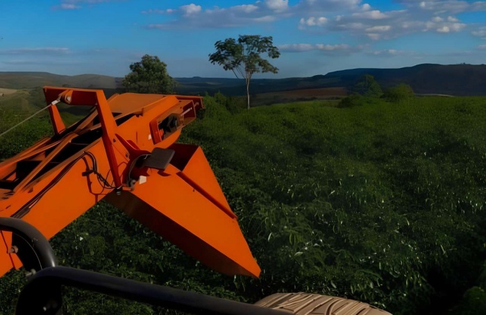 Colheita de café arábica chega a 60% na área da Expocacer
