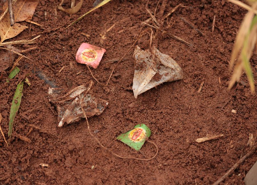 Cientistas usam saquinhos de chá para avaliar qualidade do solo