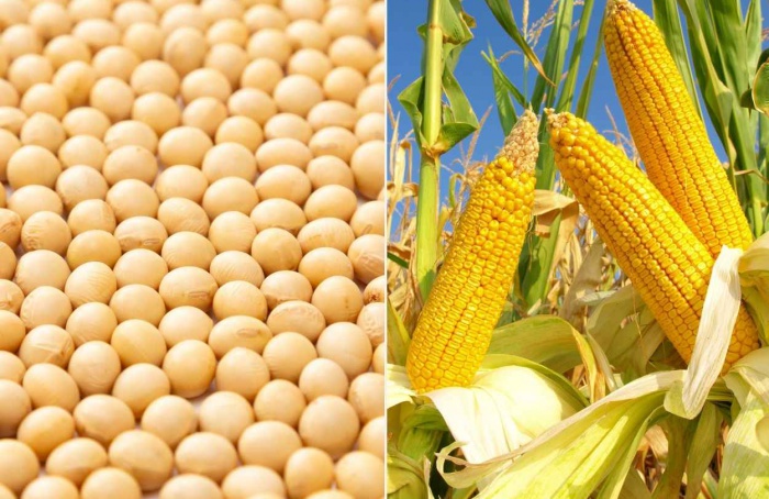 Oferta elevada pressiona soja e milho em janeiro