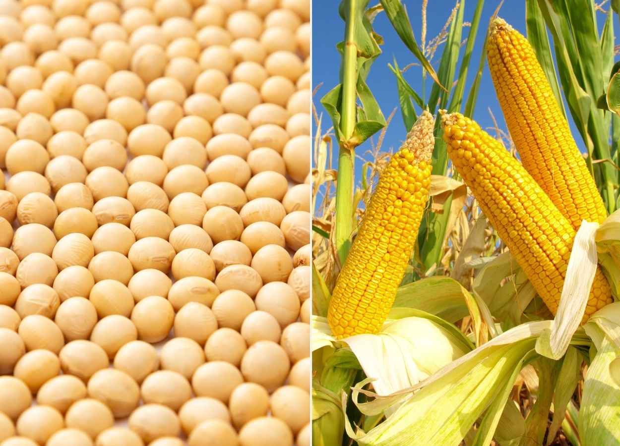 Oferta elevada pressiona soja e milho em janeiro