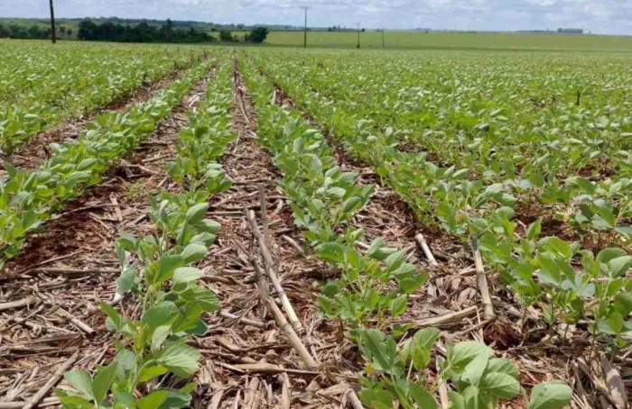 Plantio da soja alcança 72% em Mato Grosso do Sul