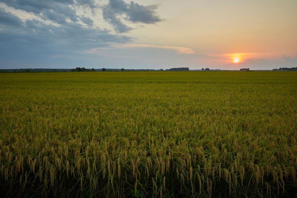 Atentos ao clima e ao mercado, produtores de arroz iniciam safra
