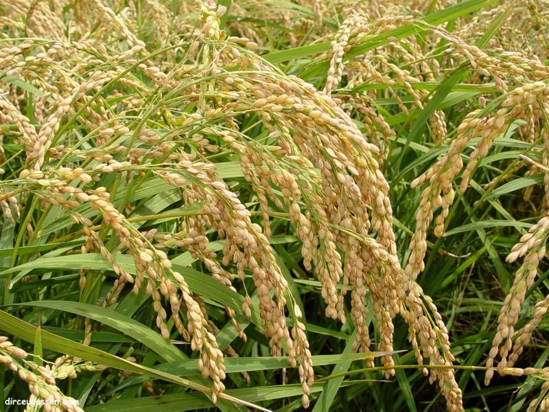 Produtores gaúchos começam a colher arroz