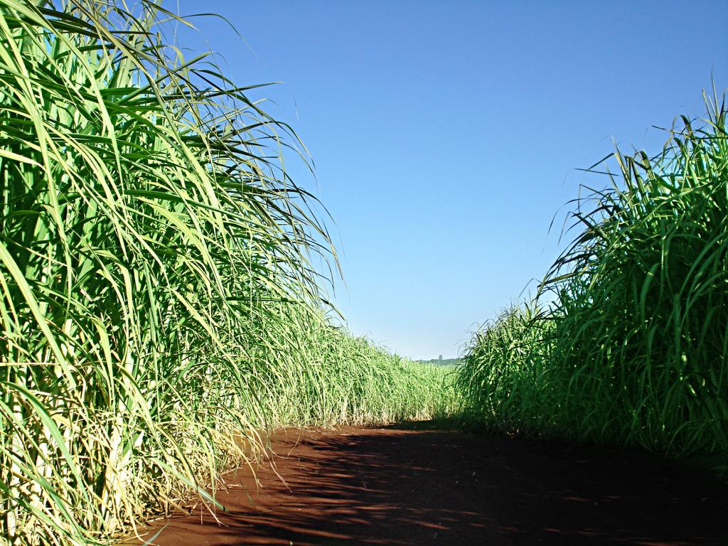 Fertilizante protegido beneficia cana-de-açúcar