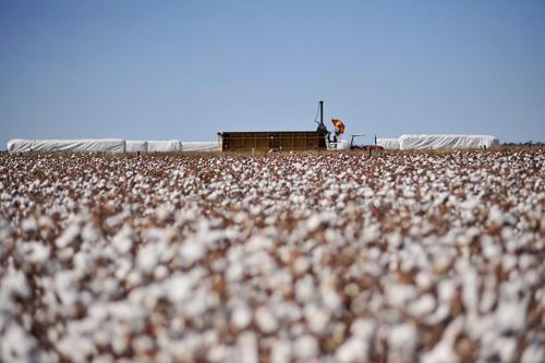 Programa de combate a pragas do algodão recebe investimentos e se mantém estruturado para próximas safras na Bahia