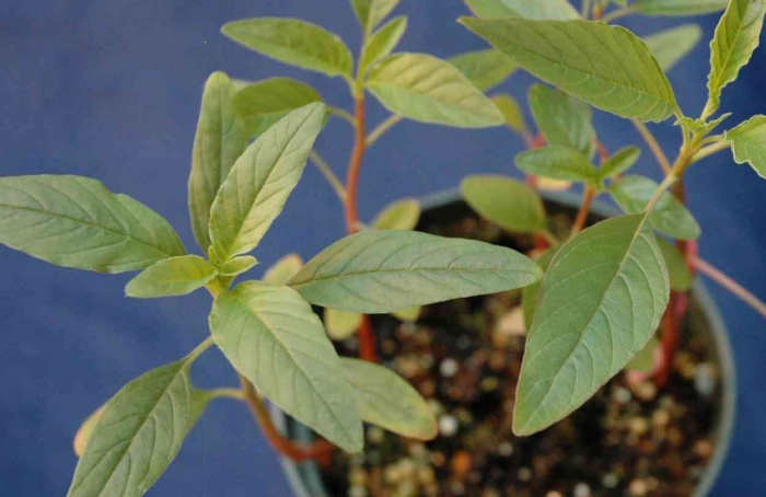 Estudo identifica resistência múltipla de Amaranthus tuberculatus nos EUA