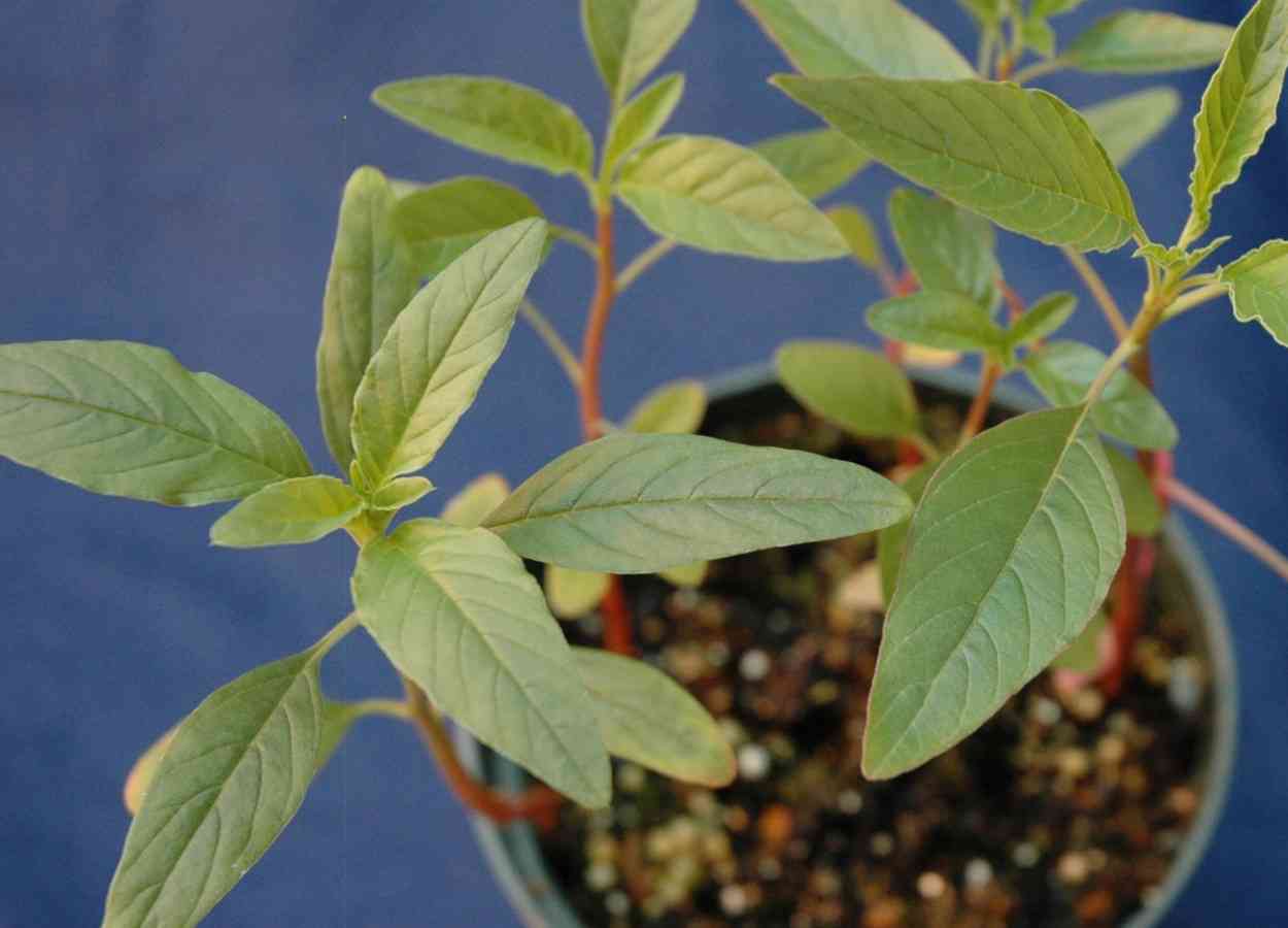 Estudo identifica resistência múltipla de Amaranthus tuberculatus nos EUA