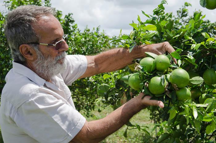 Novas alternativas de laranjas doces e tangerinas para o Nordeste