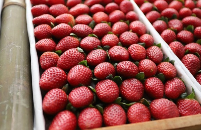 SP lança linha de crédito de R$ 3 mi para cultivo de morango