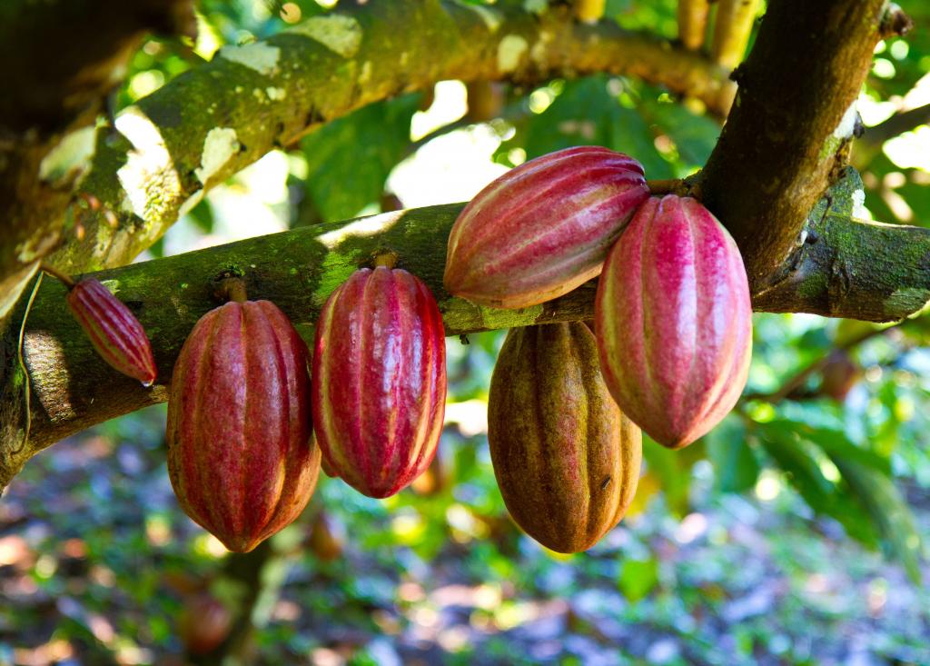 Acordo promove desenvolvimento de cacau premium no Caribe