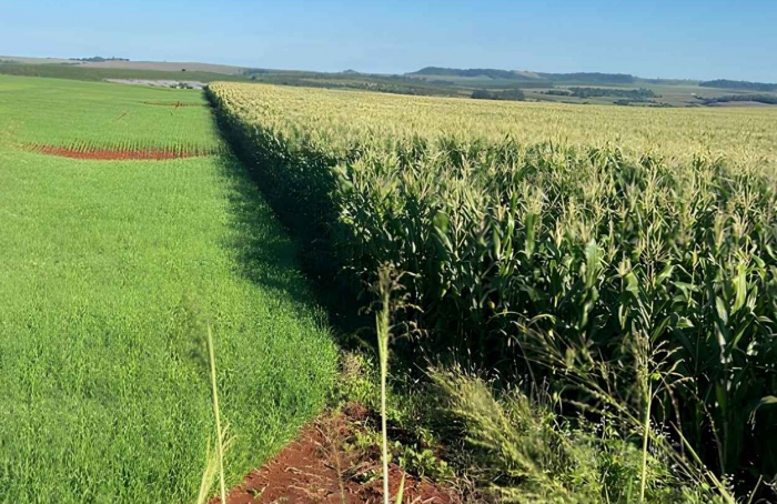 PR Safra 2025/26: clima favorece trigo e cevada