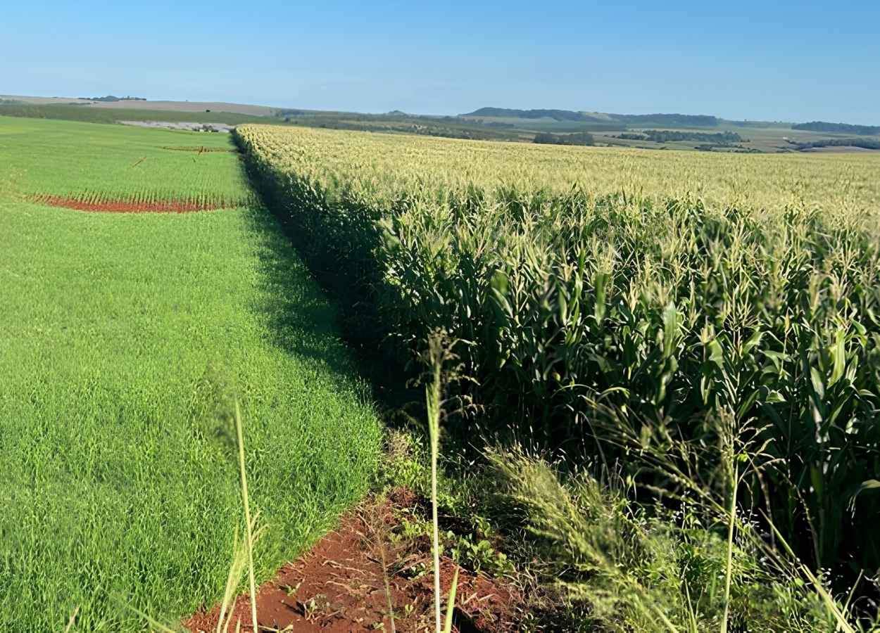 PR Safra 2025/26: clima favorece trigo e cevada