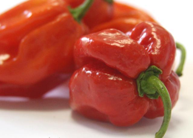 Novas cultivares de pimenta serão disponibilizadas para a cadeia produtiva