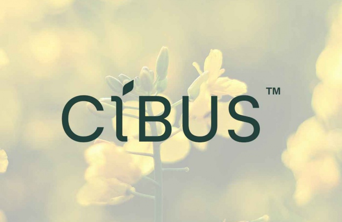 Cibus valida em campo nova geração de canola tolerante a herbicidas