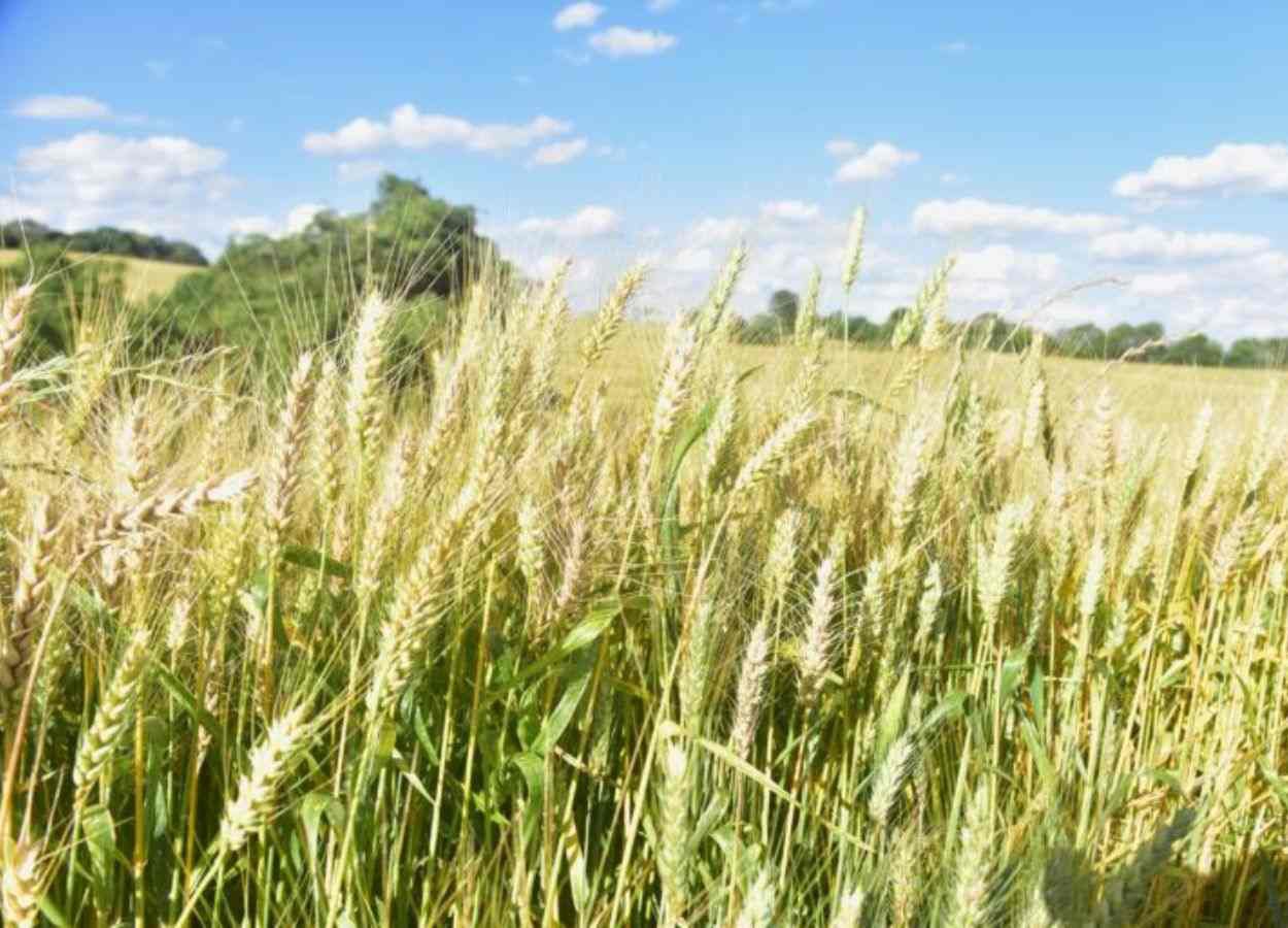 Trigo enfrenta cenário desafiador em Santa Catarina