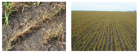 Figura 2: Plantas mortas pela brusone (esquerda) e lavoura severamente afetada pela doença (direita) Fotos: Fitopatologia UFT   