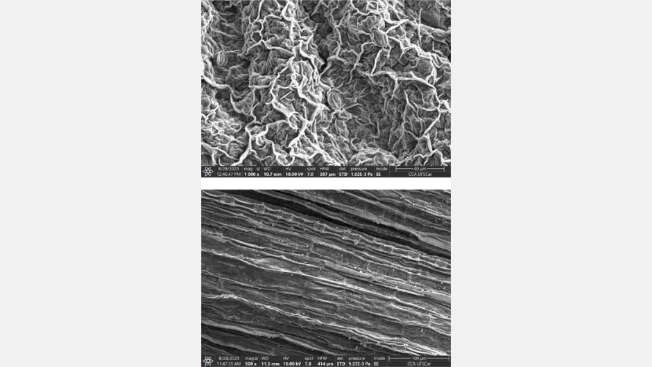 Imagens utilizando microscopia eletrônica de varredura, comparando duas espécies de plantas daninhas diferentes: caruru e capim-amargo; as imagens permitem comparar as características estruturais de superfície que podem influenciar a retenção, absorção e interação de formulações aplicadas via foliar; foto: Ana Cristina Preisler