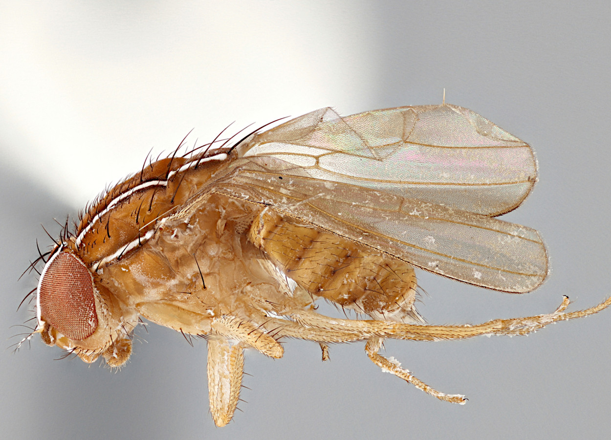 <i>Zaprionus indianus</i> - Foto: Paul Langlois, USDA