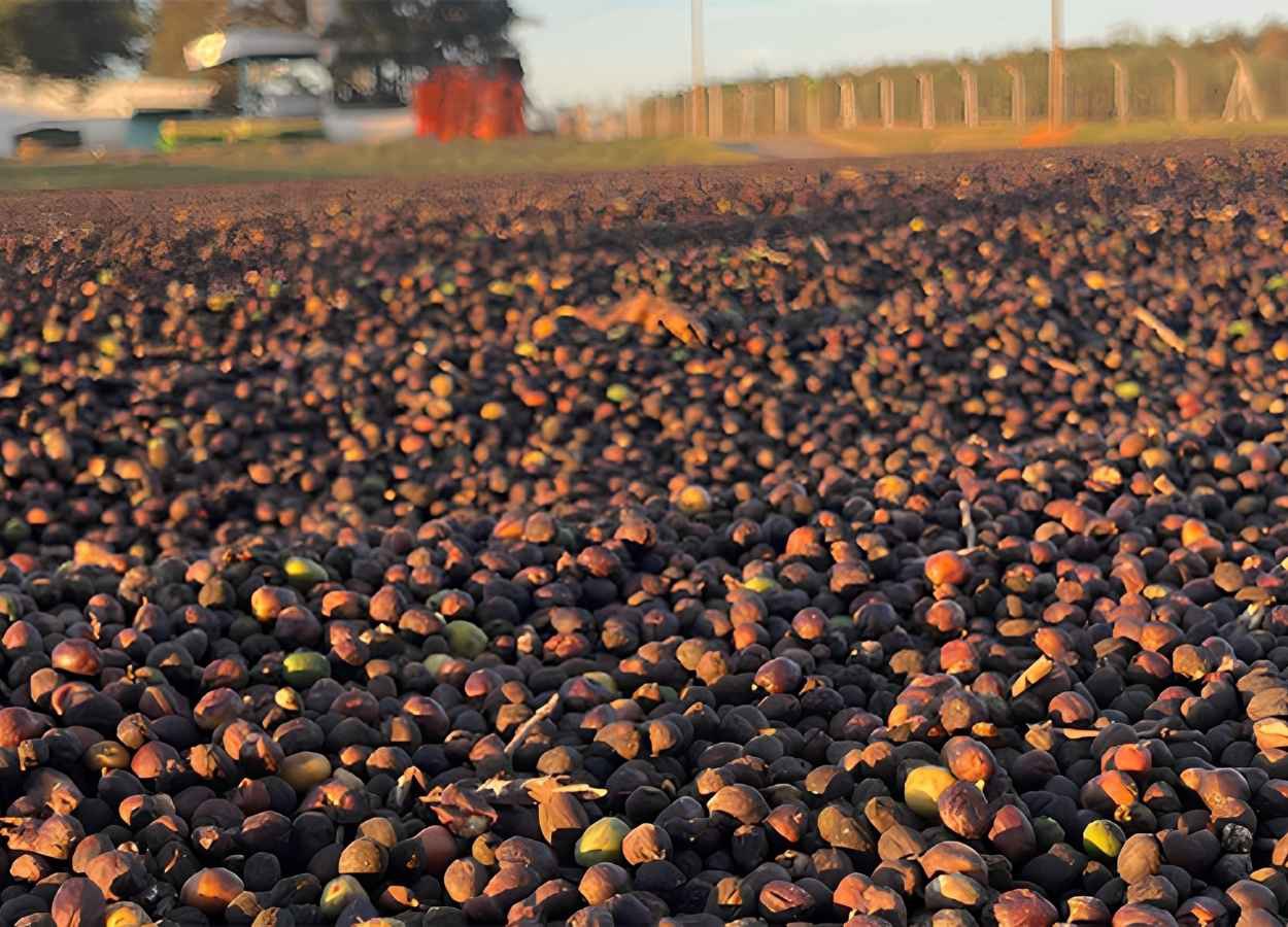Colheita de café entra na reta final no Cerrado Mineiro