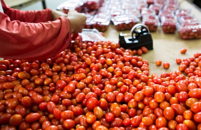 Produção de tomate em Goiás deve crescer 36,6% em 2024