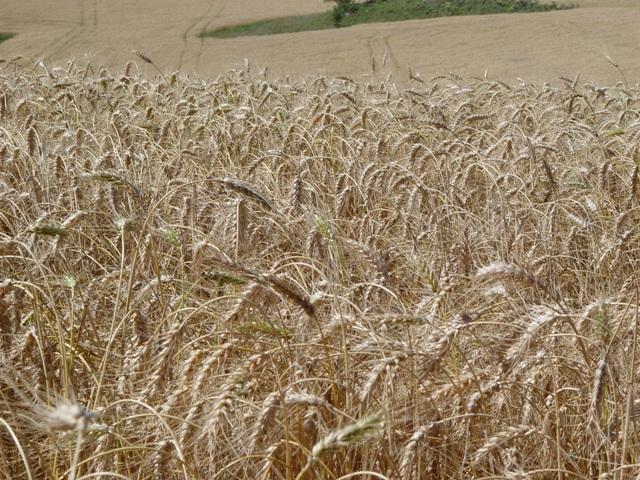 Produção de trigo no cerrado tem potencial para crescer 20 vezes