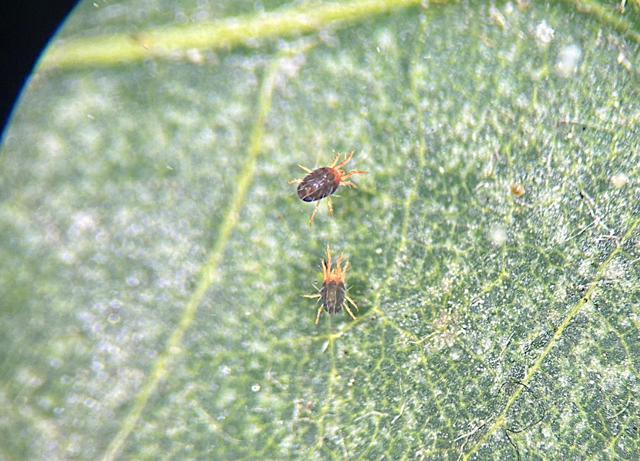 Foto:&nbsp;Sofia Rugeles / iNaturalist - CC BY-NC 4.0