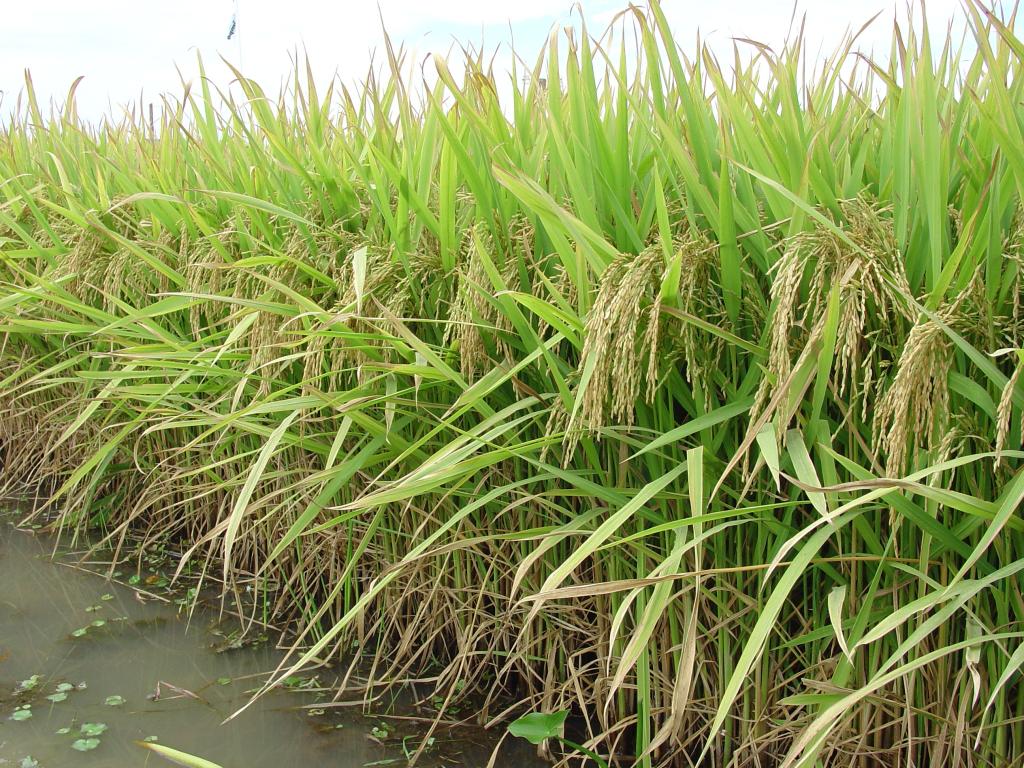 Carga tributária para a importação de arroz pode aumentar