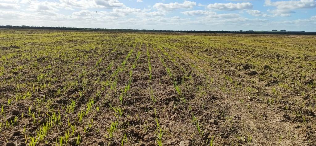 Produtores de arroz no RS apostam no condicionamento do solo para a safra 20/21