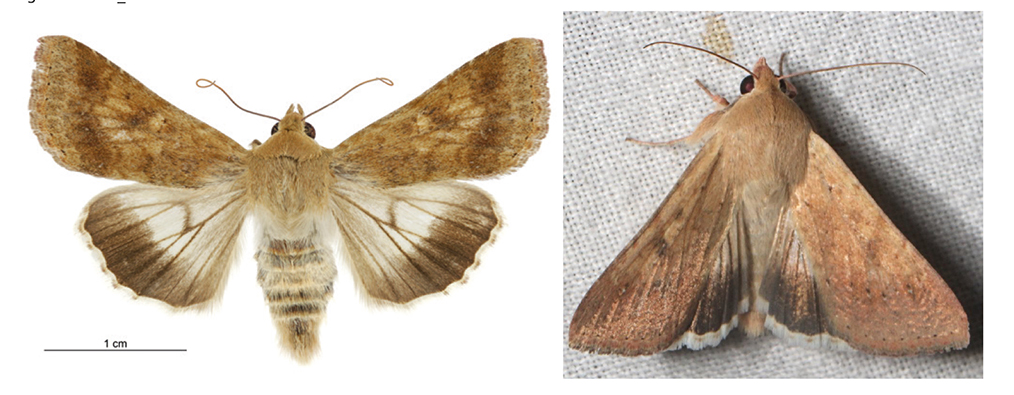 Ausência de manchas claras nas asas inferiores é uma das características diferenciadoras de H. punctigera 