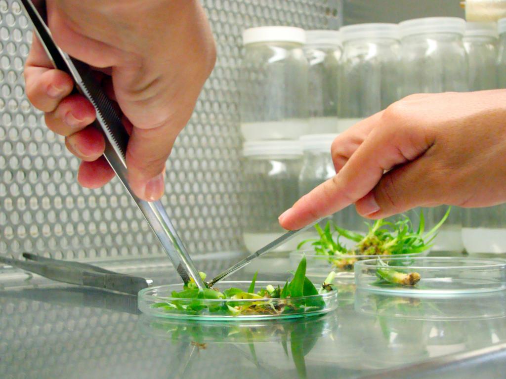 Embrapa prepara XII Curso de Cultura de Tecidos de Plantas
