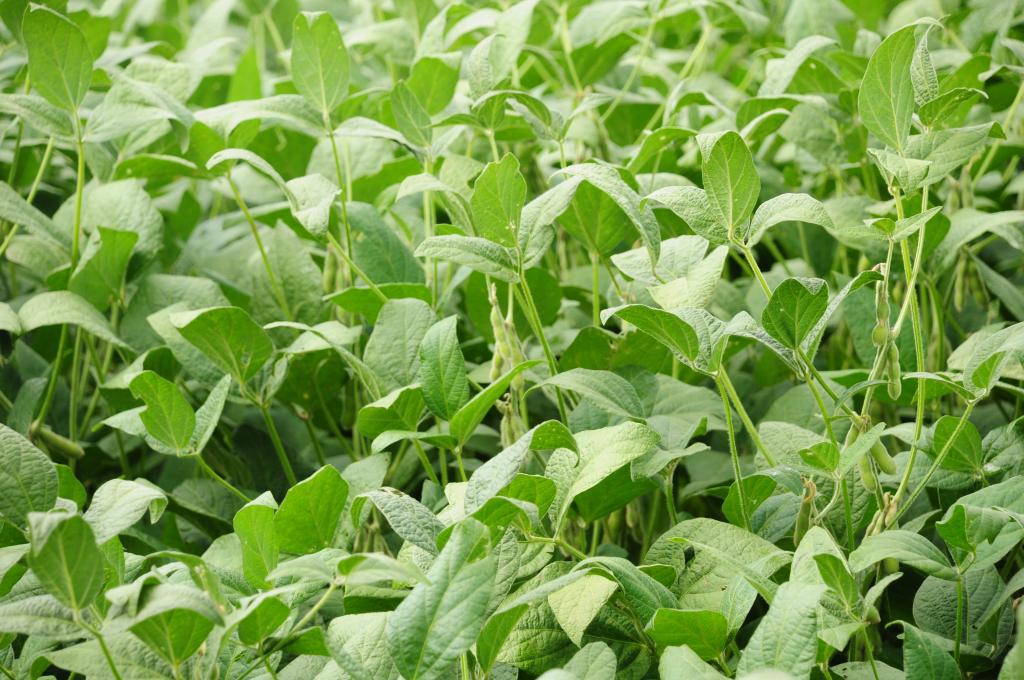 Produtores de soja do Rio Grande do Sul podem renegociar dívidas