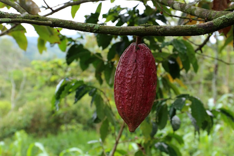 Brazil is recognized for the second time as a cocoa exporting country with 100% quality