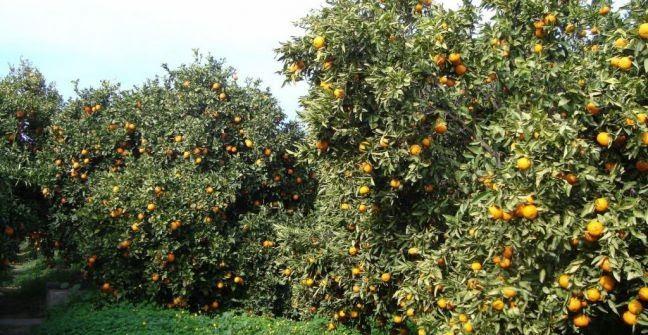 Previsão de Safra: cana e laranja estabilizam, grãos devem ter aumento de produção e produtividade