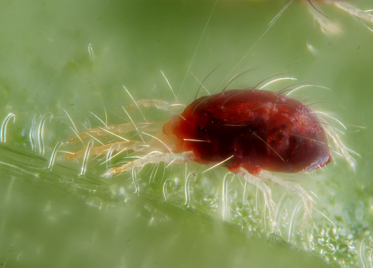 Foto: Gilles San Martin, CC BY-SA 2.0