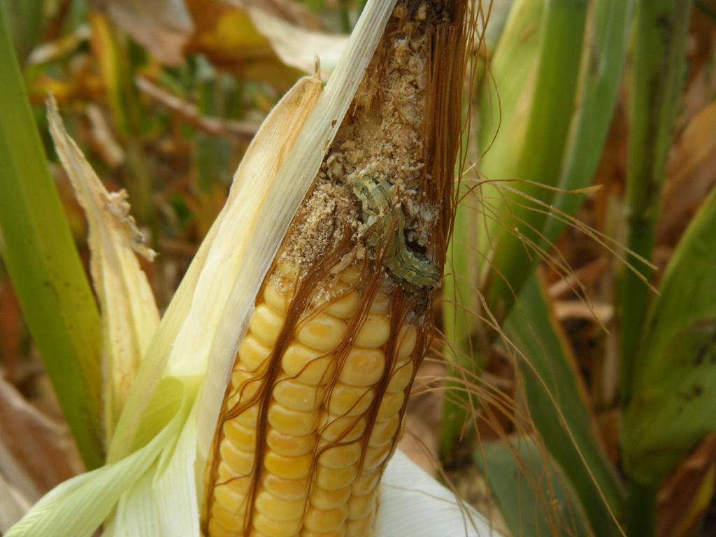 Estratégias adequadas para manejar lagartas em milho