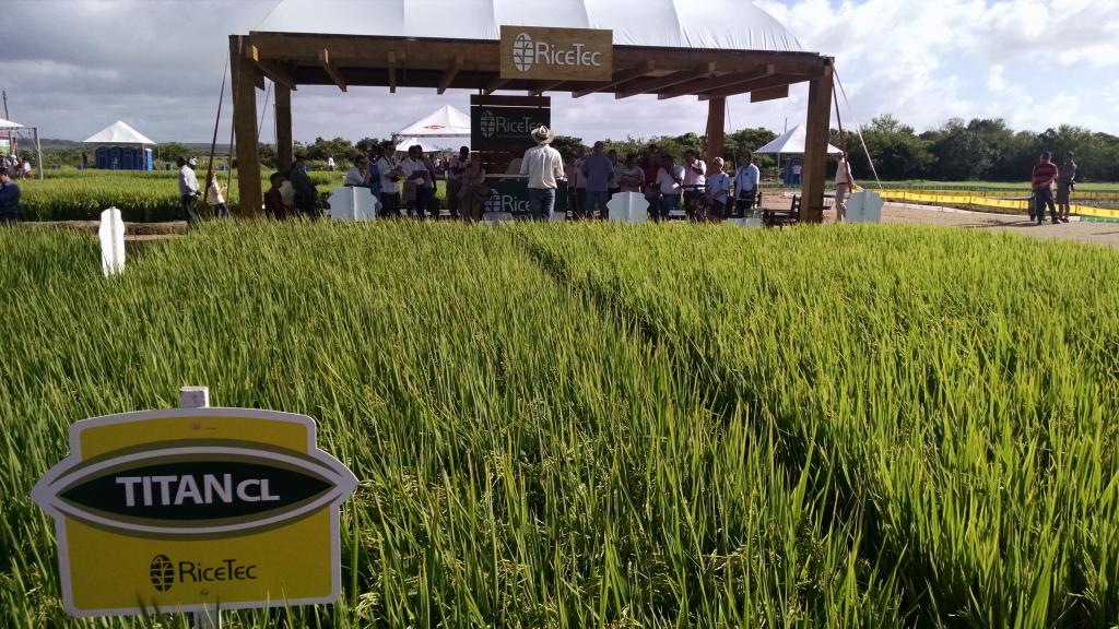 ​RiceTec pré-fixa valor da saca de arroz no ato da compra das sementes