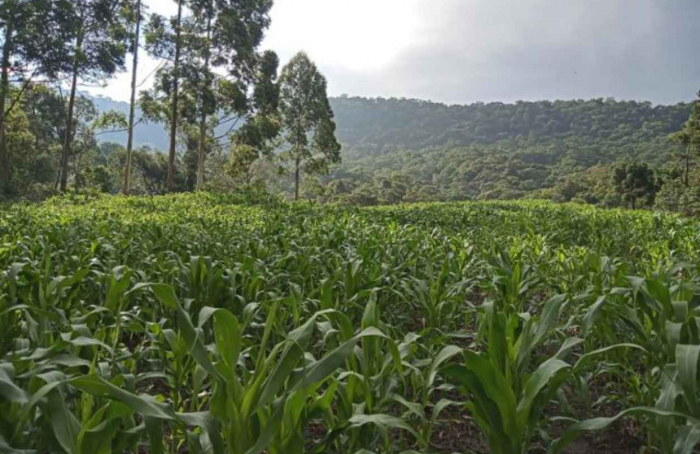Epagri's VPA corn shows resistance to pests and diseases in Serra Santa Catarina