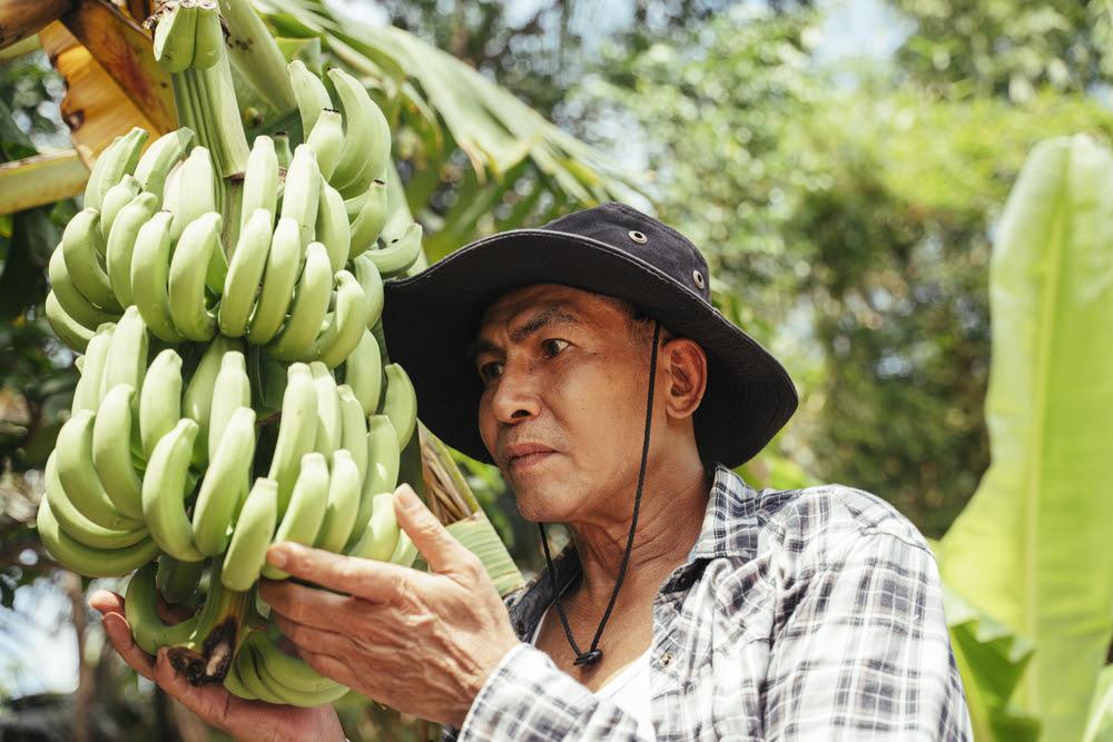 Doença em banana põe Peru e Equador em alerta e peritos pedem cooperação público-privada para enfrentar a praga