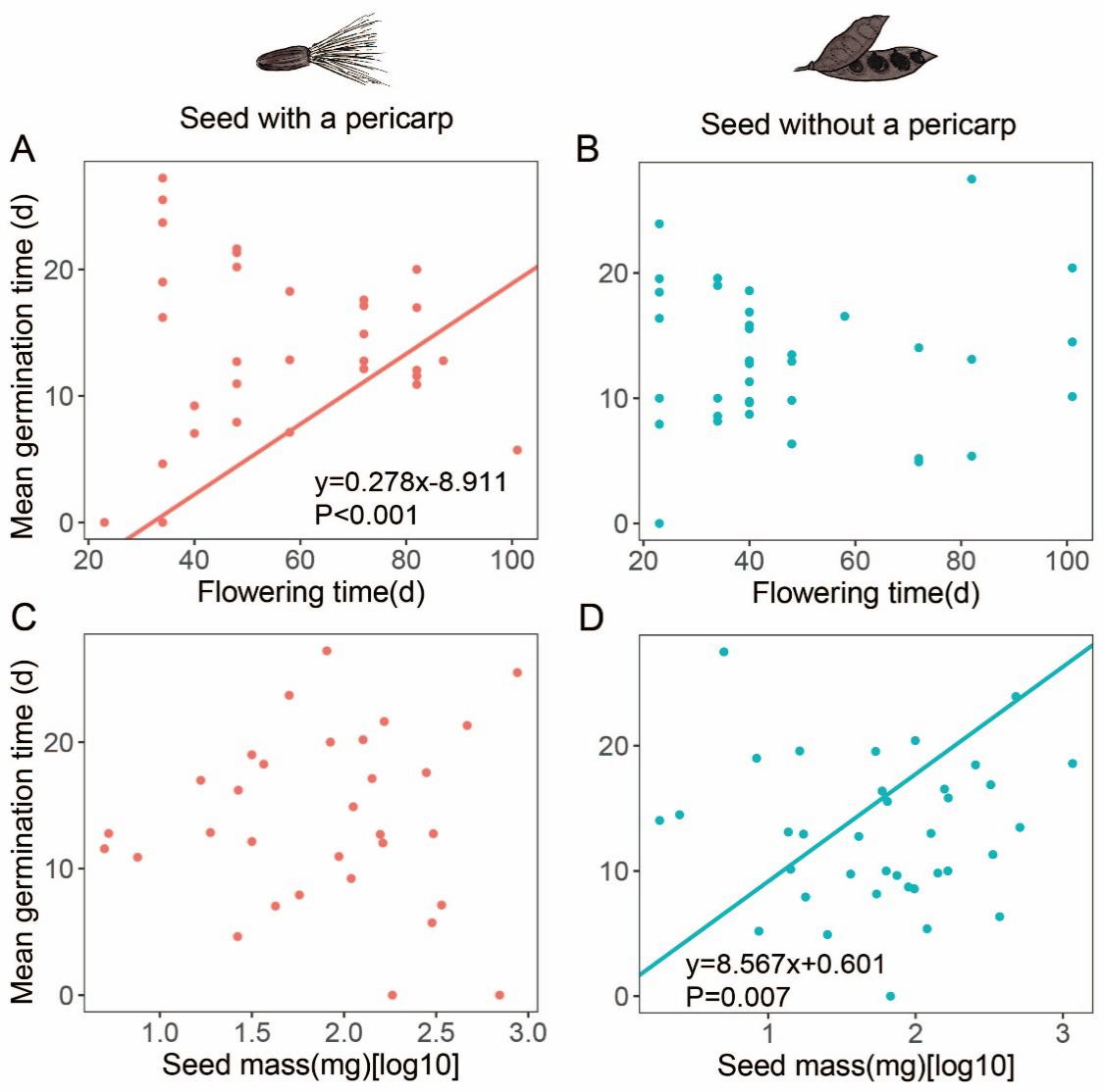 Tempo médio de germinação (em dias) em relação ao tempo de floração (em dias; a, b) e massa de sementes (em miligramas; c, d) de sementes com pericarpo (vermelho) e sementes sem pericarpo (azul)