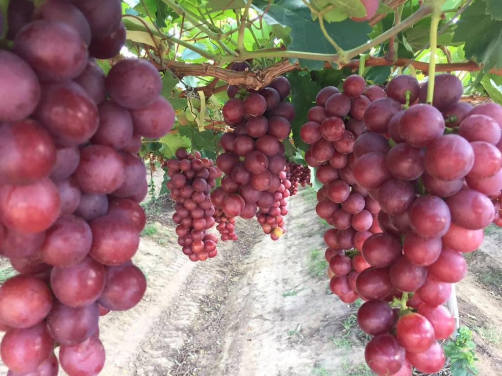 ​Roteiro enaltece produção de frutas no Nordeste brasileiro