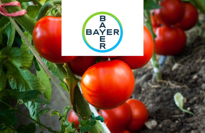 Bayer lança tomates com resistência múltipla ao ToBRFV