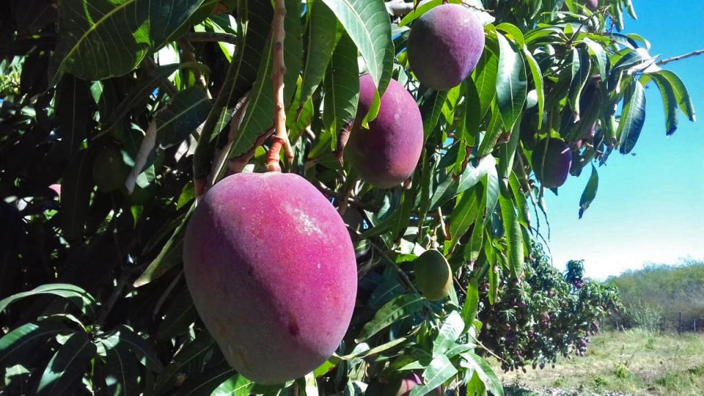 Planilha eletrônica determina equilíbrio nutricional em mangueiras ‘Tommy Atkins’