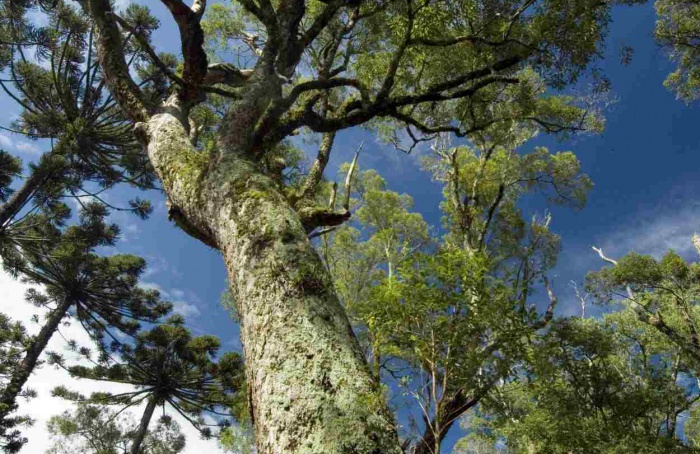 Aquecimento global pode elevar mortalidade de árvores tropicais