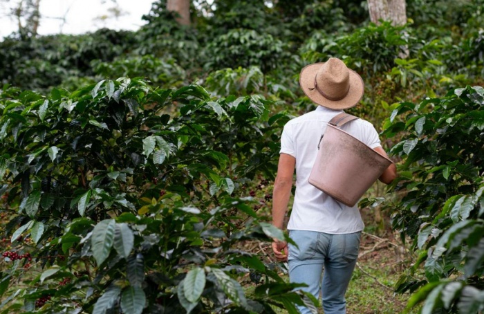 Cafeicultores de MG terão mais R$ 96 mi do Funcafé