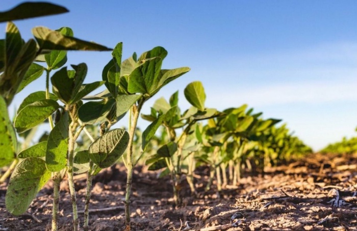 Farsul pede prorrogação do calendário de semeadura no RS
