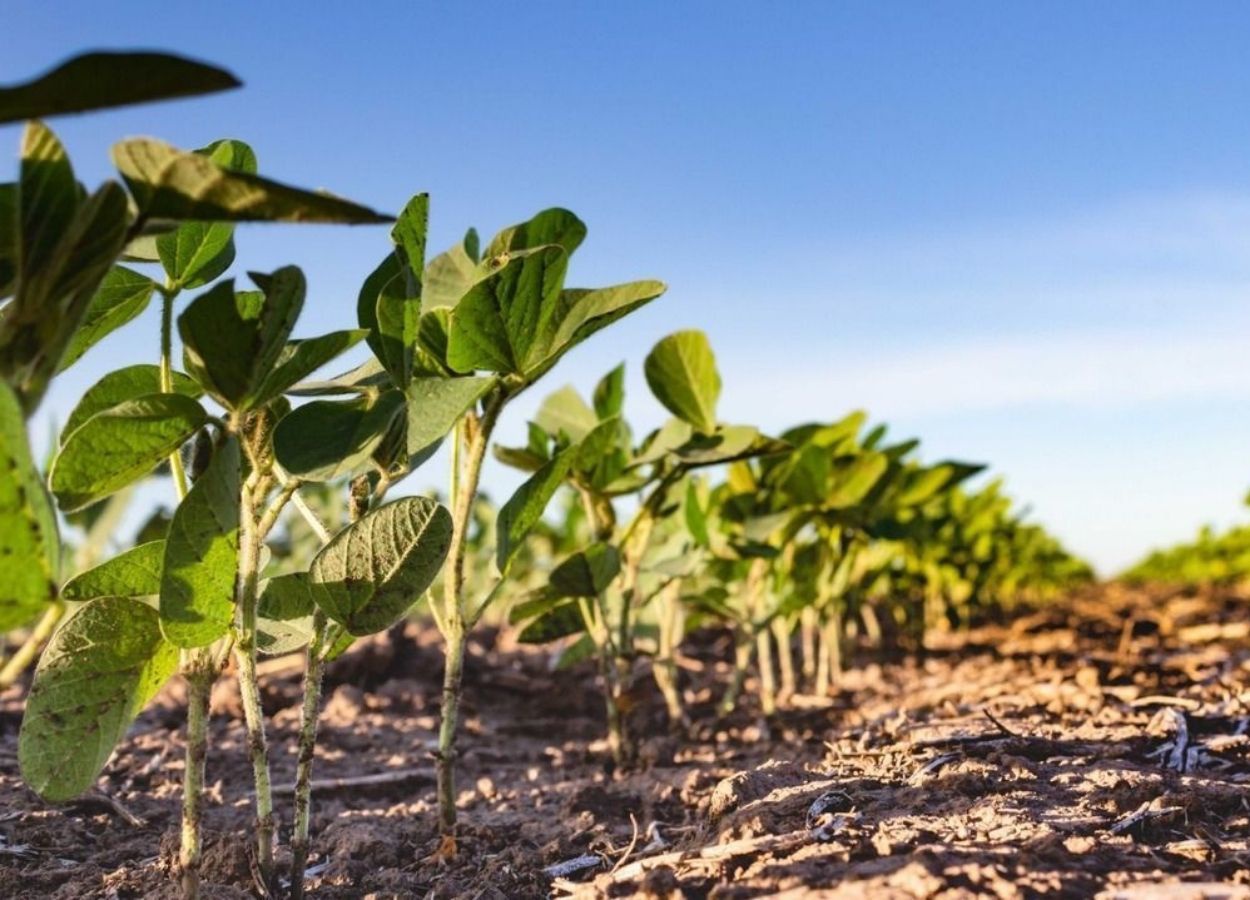 Farsul pede prorrogação do calendário de semeadura no RS