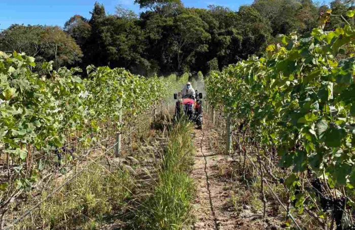 La producción de uva se duplica en Goiás, impulsando la viticultura.