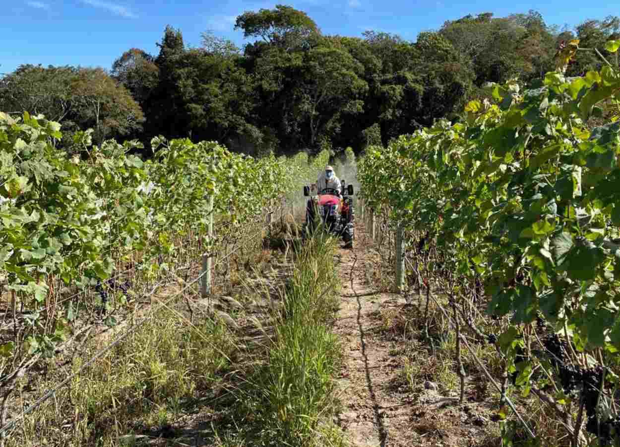 Produção de uva dobra em Goiás e impulsiona vitivinicultura